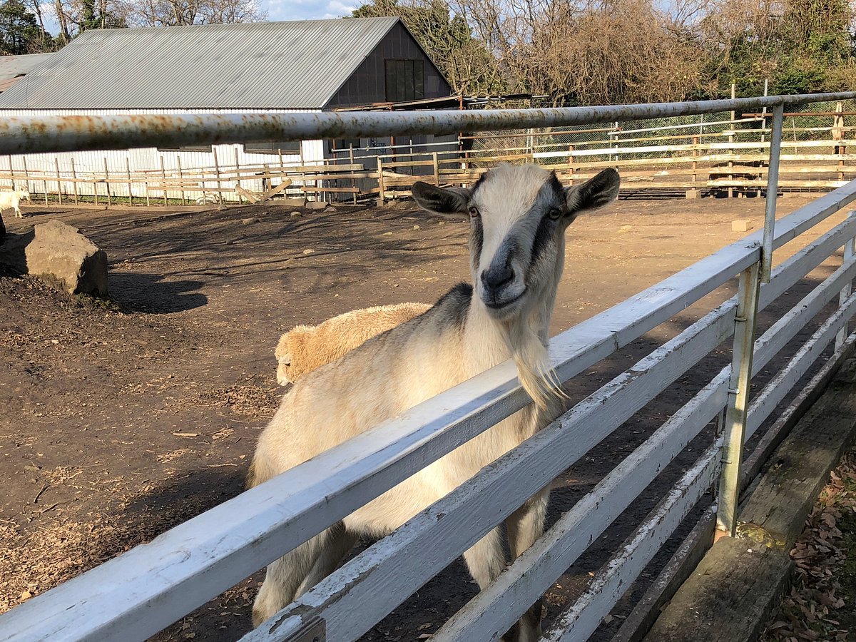 🐐 다이센 톰 소여 목장 (다이센 토무소야 보쿠조) 이미지 1